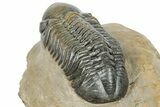 Detailed Reedops Trilobite - Atchana, Morocco #251660-4